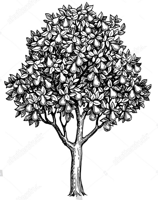 arbre fruitier arbre fruitier